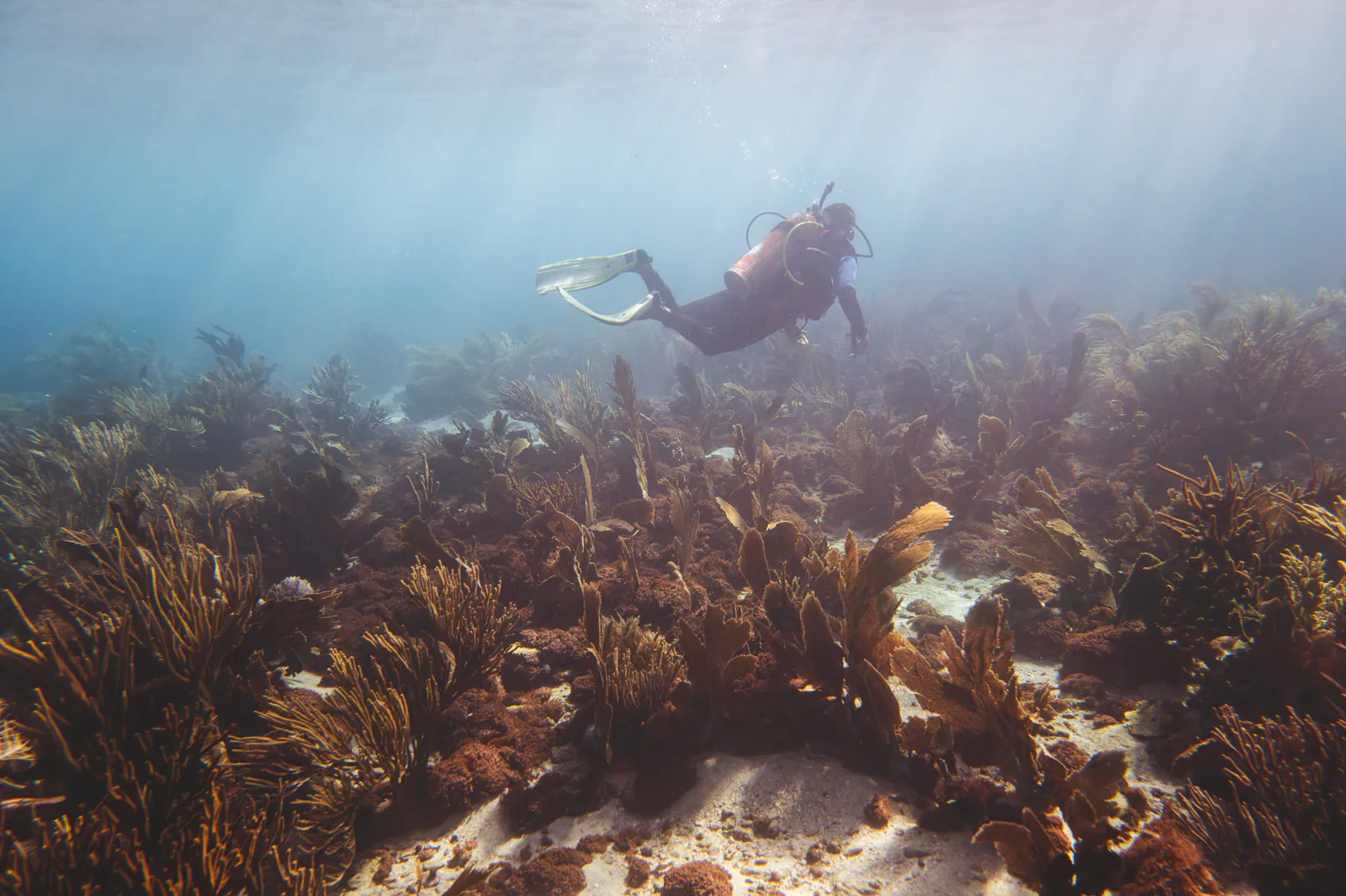 Unomia Stolonifera Spread Draws Attention in Venezuela’s Coastal Waters