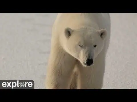 Polar Bear Cam, Kivalliq Region live camera view on VolveVision