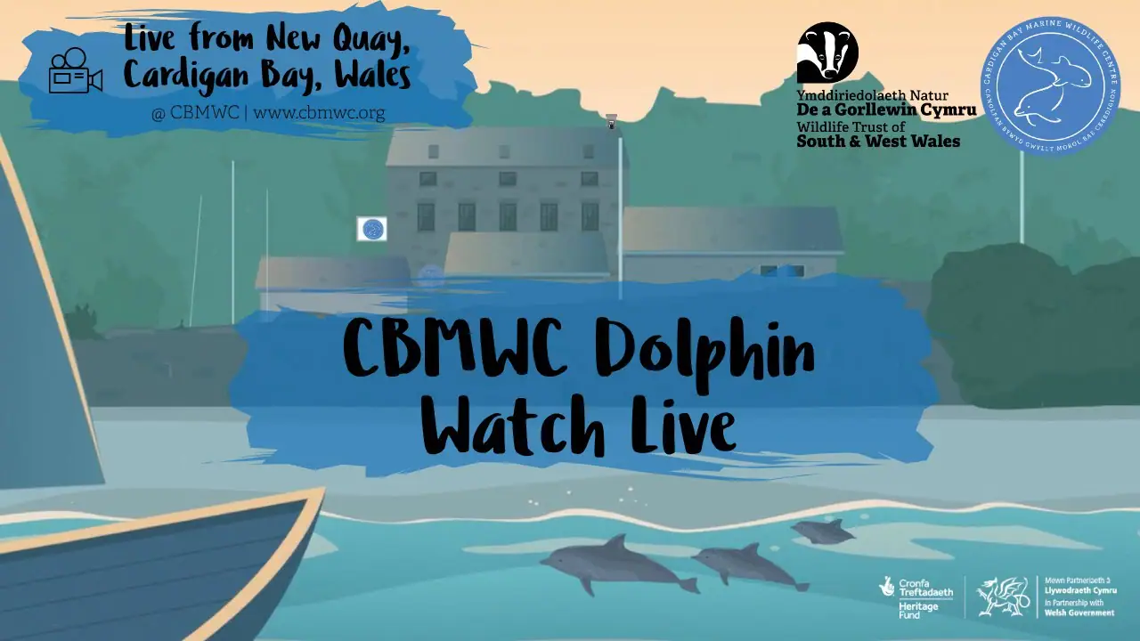 Dolphin Watch, New Quay