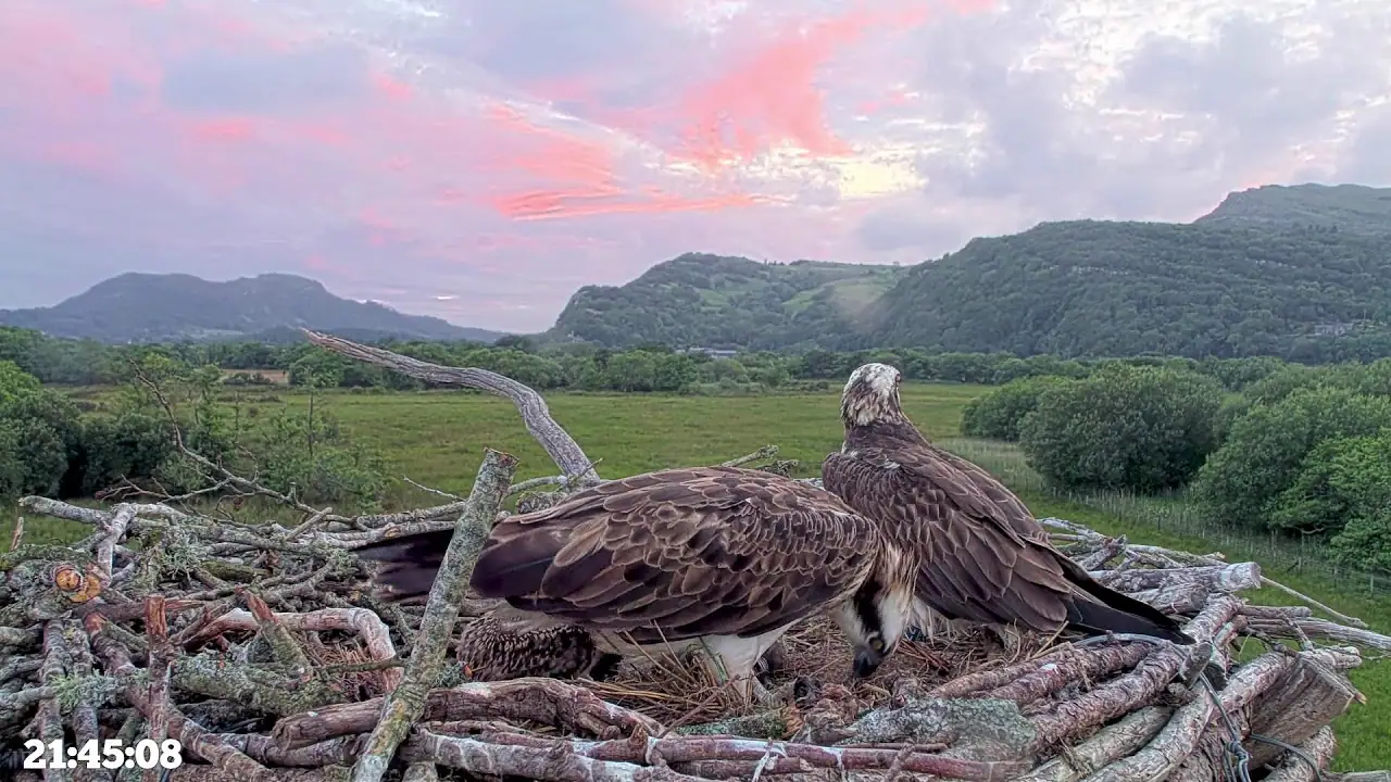 Glaslyn Osprey Nest Cam, UK