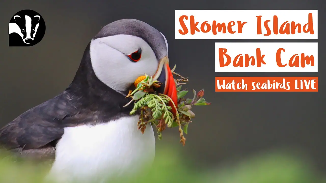 Skomer Wildlife Cam2, Wales, St Davids live camera view on VolveVision