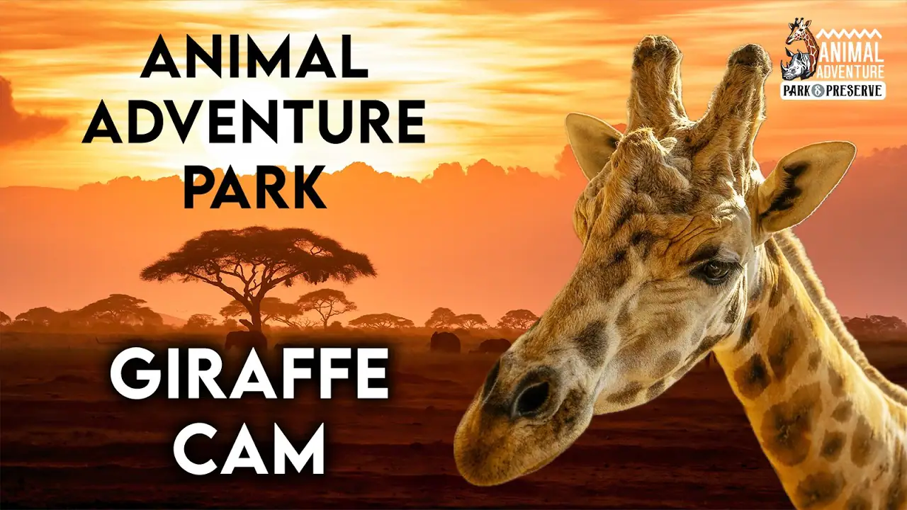 Giraffes Cam, NY