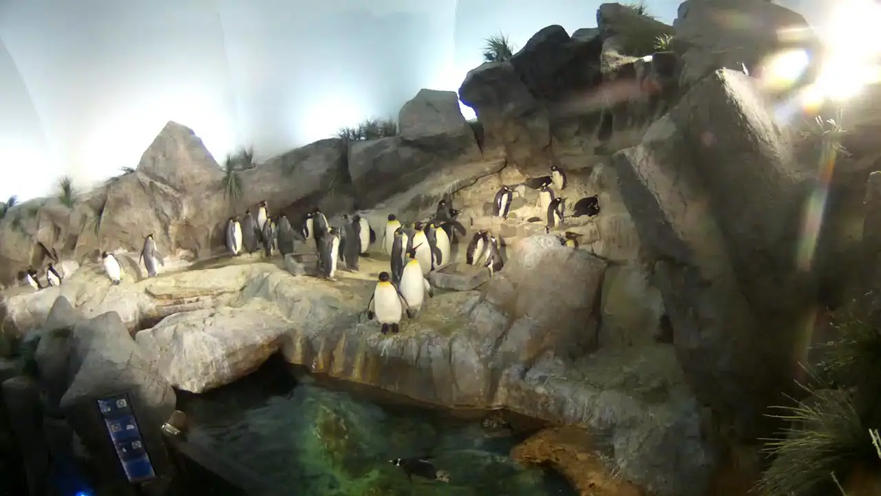 Cámara de pingüinos, Zoológico de Saint Louis