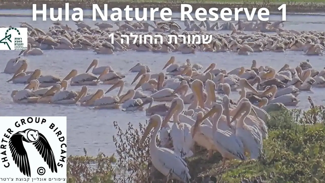 Vista en vivo de Reserva Natural de Hula Cam1, Galil Elyon Regional Council en VolveVision