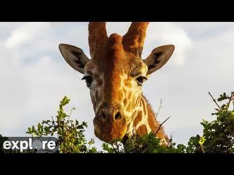 Африканская речная камера, Кения