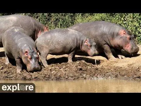 Онлайн-камера Африканская водопойная яма, Кения, Округ Лайкипия на VolveVision
