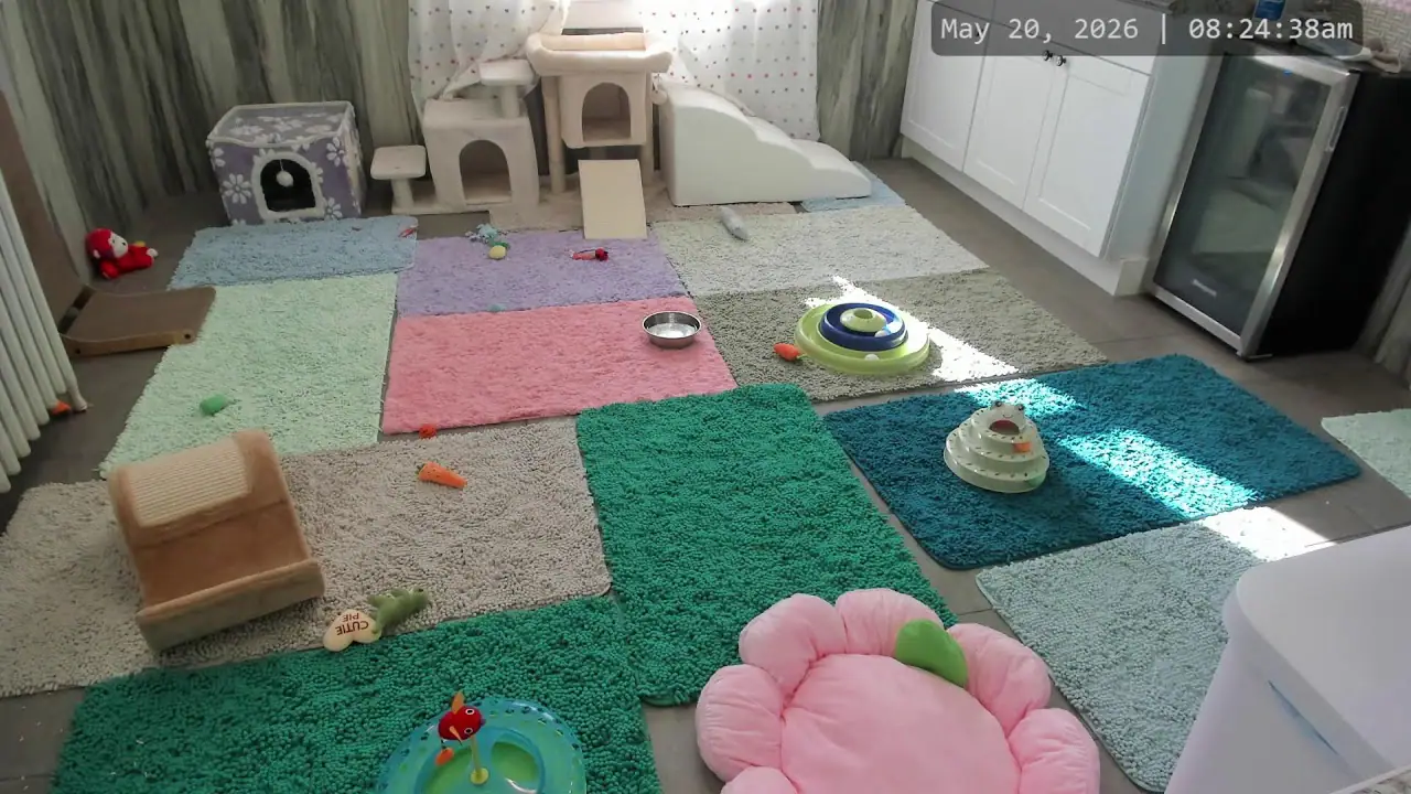 Kitkat Playroom Cam, NJ