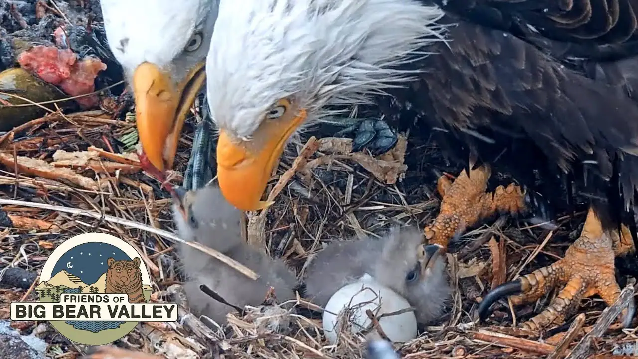 Big Bear Bald Eagle Nest Cam, CA