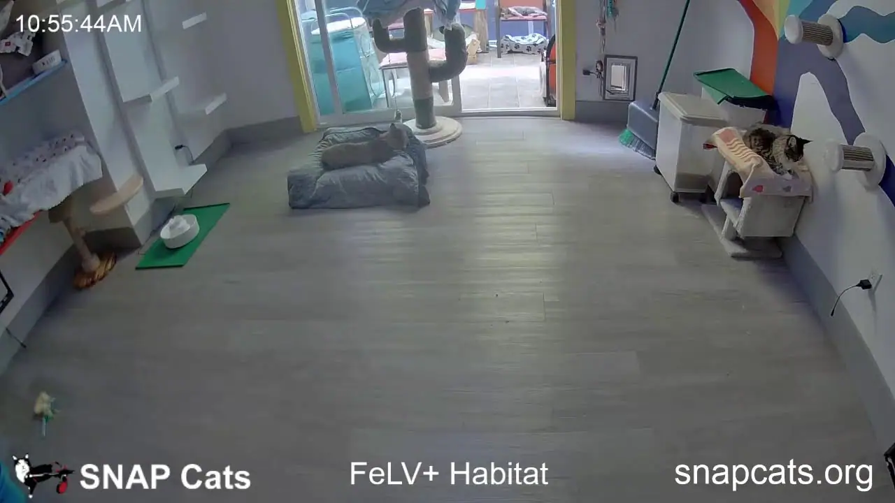 SNAP Cats FeLV+ Catio