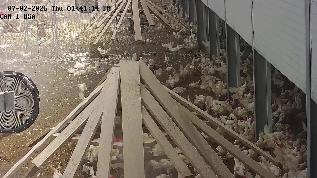Vista en vivo de Pollos de la granja Kipster en Indiana, EE. UU, North Manchester en VolveVision