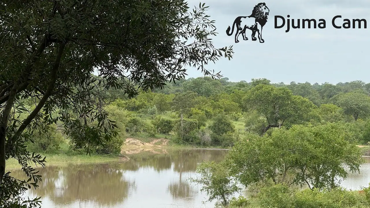 Vista en vivo de Reserva Privada de Caza Djuma, Kruger Park en VolveVision