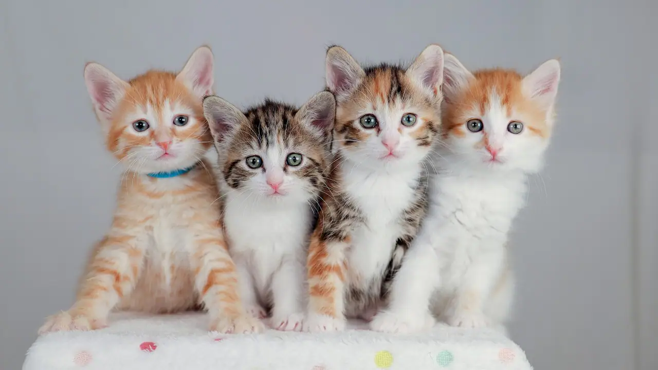 TinyKittens Bramble Cam, BC, Township of Langley live camera view on VolveVision