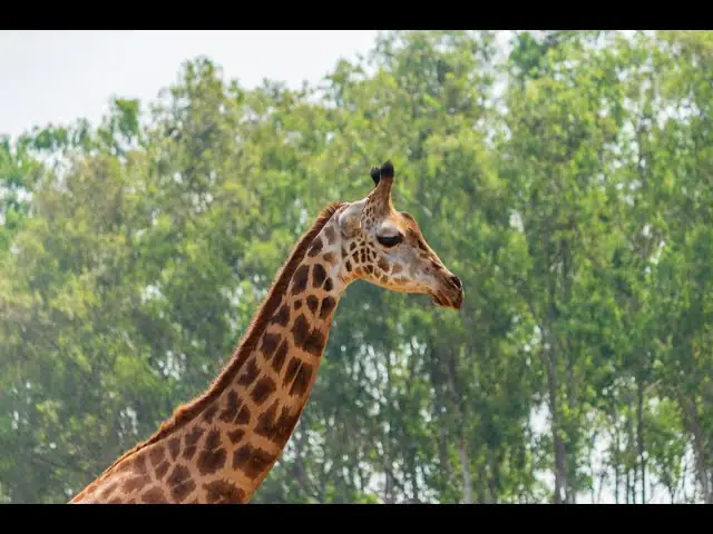 Szeged Zoo Giraffe Cam, Hungary live camera view on VolveVision