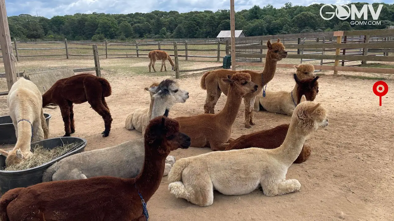 Granja de alpacas, Martha's Vineyard