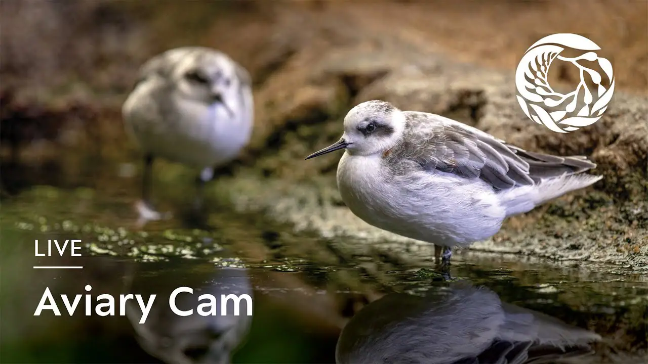 Aviary, Monterey Bay Aquarium, usa live camera view on VolveVision