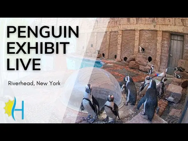 Penguins Long Island Aquarium, NY, Riverhead live camera view on VolveVision
