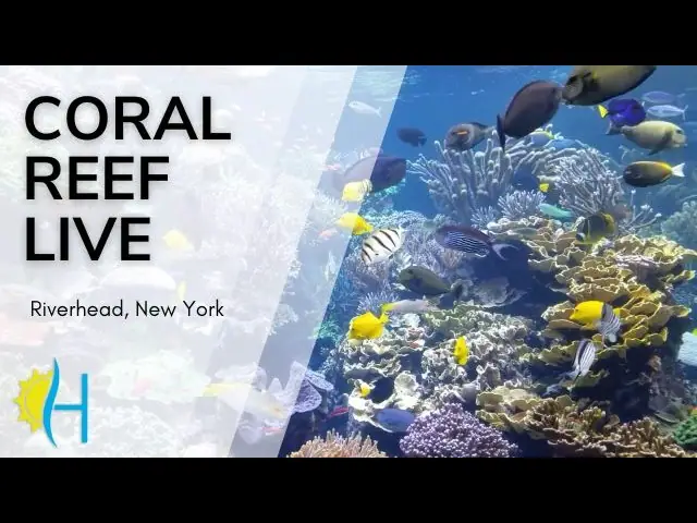 Coral Reef, Long Island Aquarium