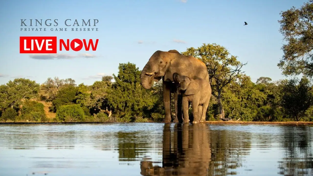 Vista en vivo de Cámara de fauna salvaje Kings Camp, Sudáfrica en VolveVision