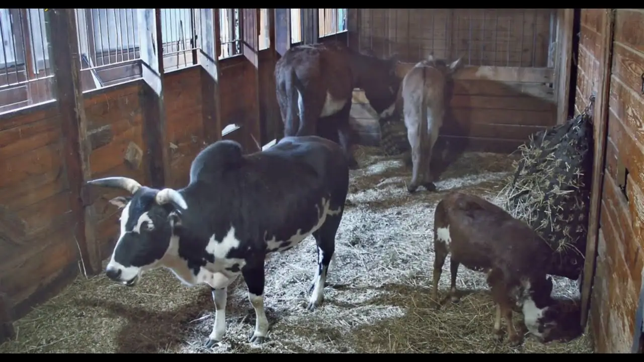 Donkey Cam, Ipswich live camera view on VolveVision
