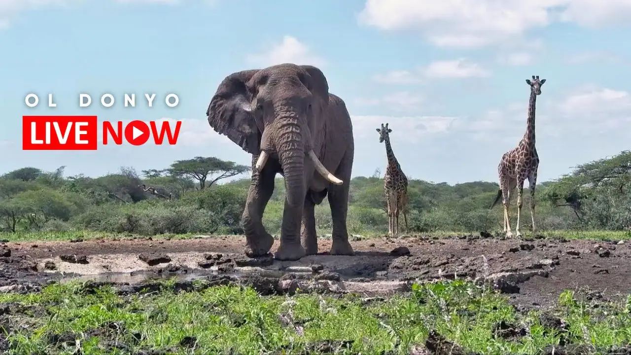 Vista en vivo de Cámara Ol Donyo Lodge, Kenia en VolveVision