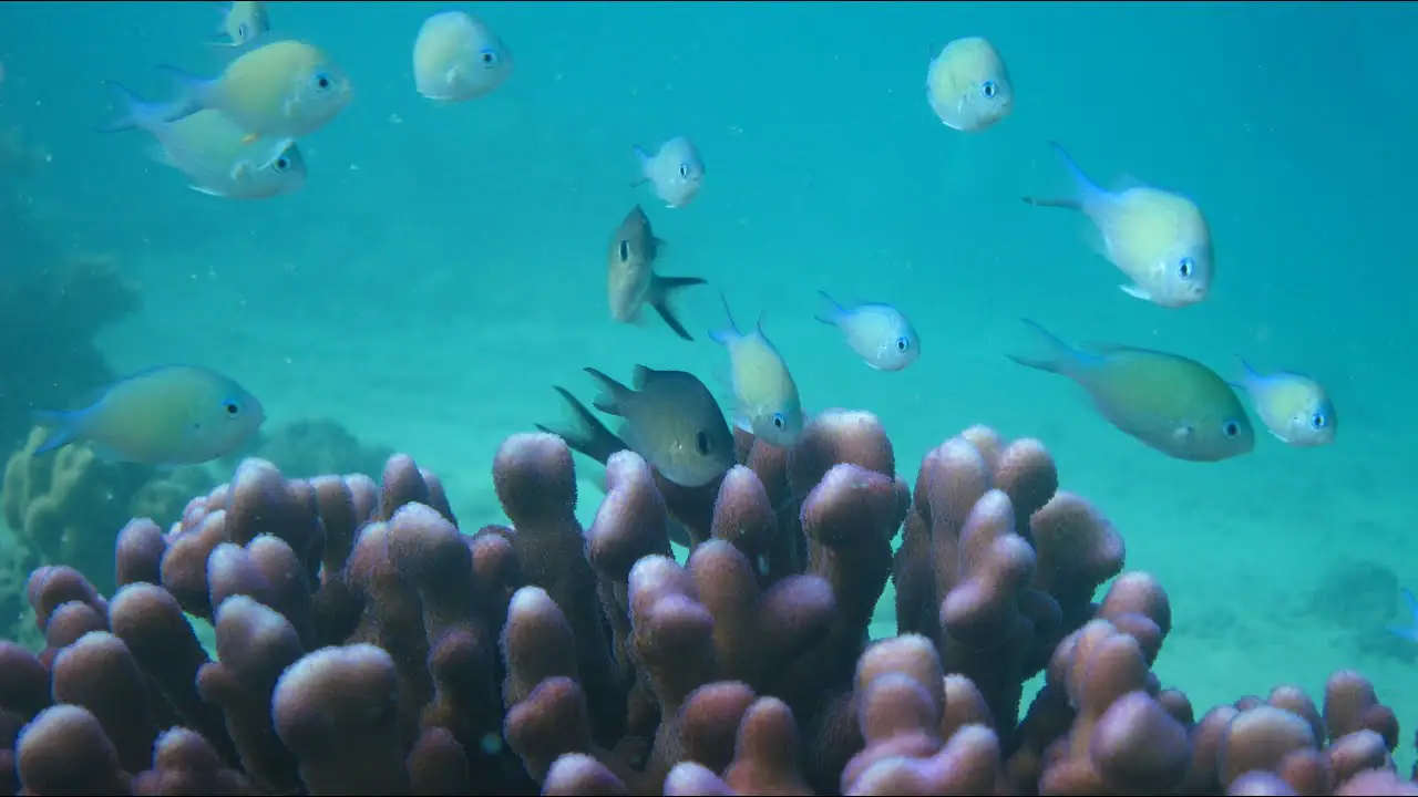 Vista en vivo de FISHKAM En Vivo, Arabia Saudí en VolveVision