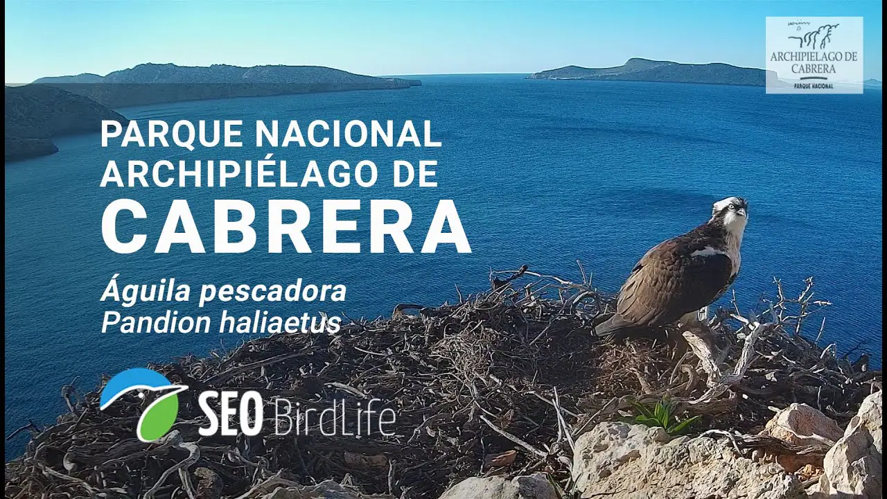 Cámara nido de águila pescadora, Cabrera