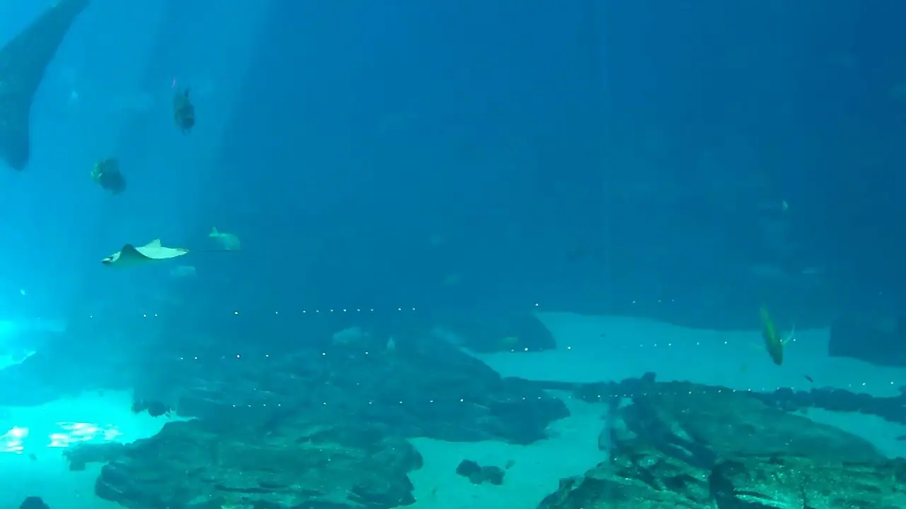 Vista en vivo de Ocean Voyager Cam, Georgia Aq, Atlanta en VolveVision