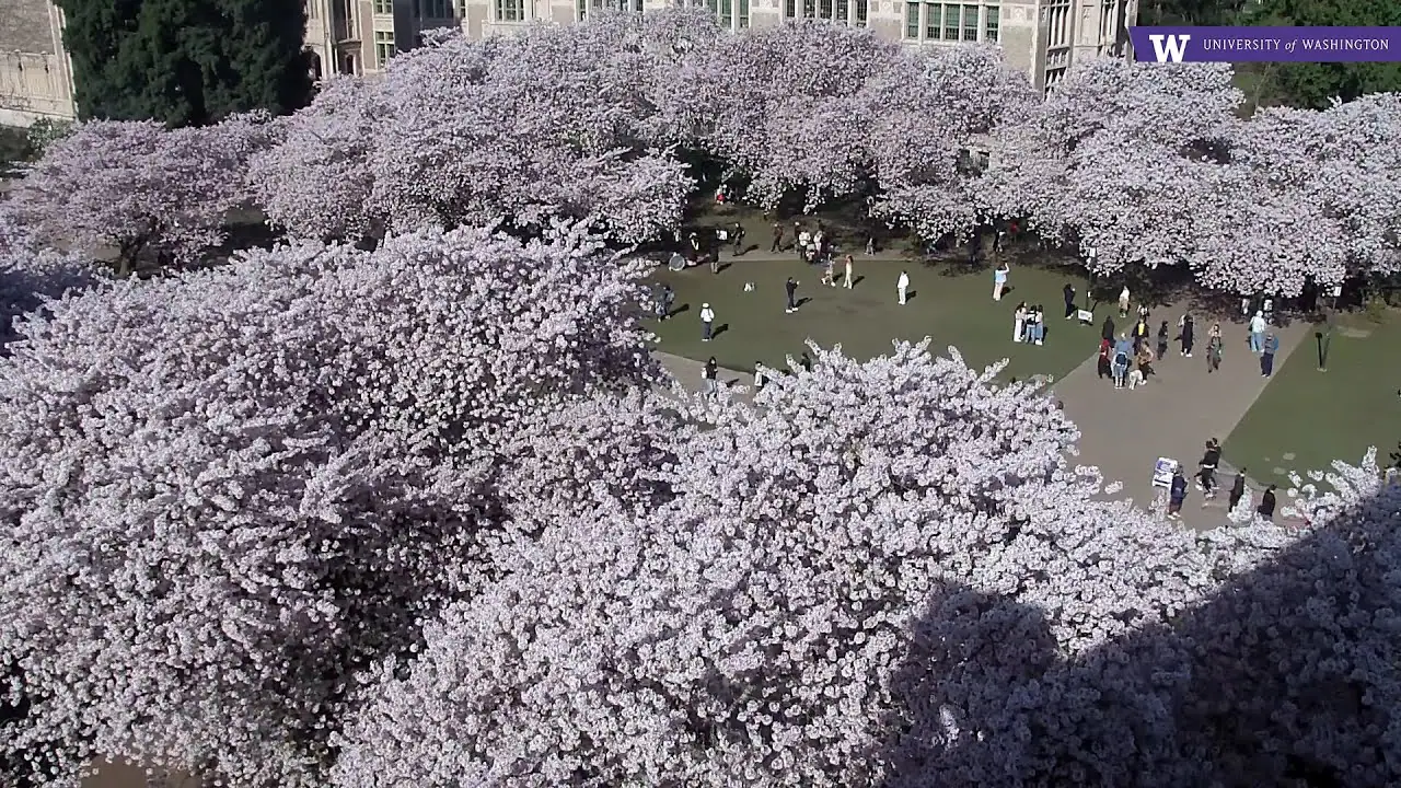Vista en vivo de UW The Quad Cherry Blossom, Seattle en VolveVision