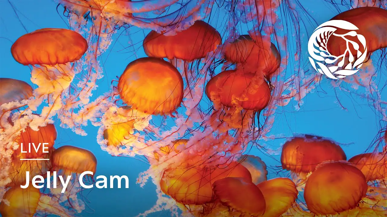 Vista en vivo de Acuario de medusas, Monterrey en VolveVision