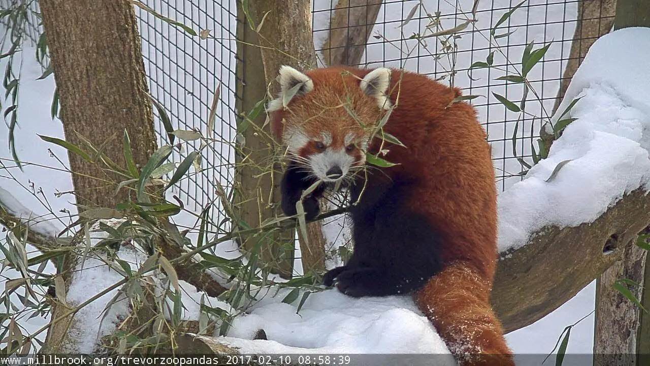 Red Pandas, Trevor Zoo, Millbrook live camera view on VolveVision