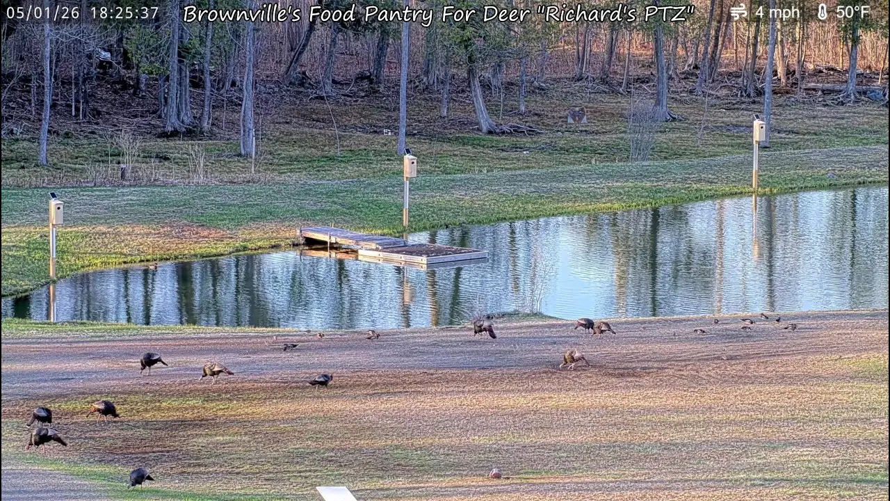 Deer, Brownville live camera view on VolveVision