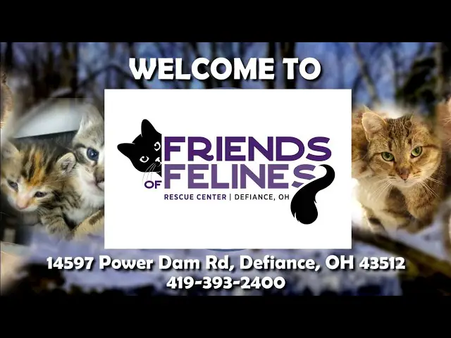 Онлайн-камера Центр спасения кошачьих Friends of Felines, Дефайенс на VolveVision