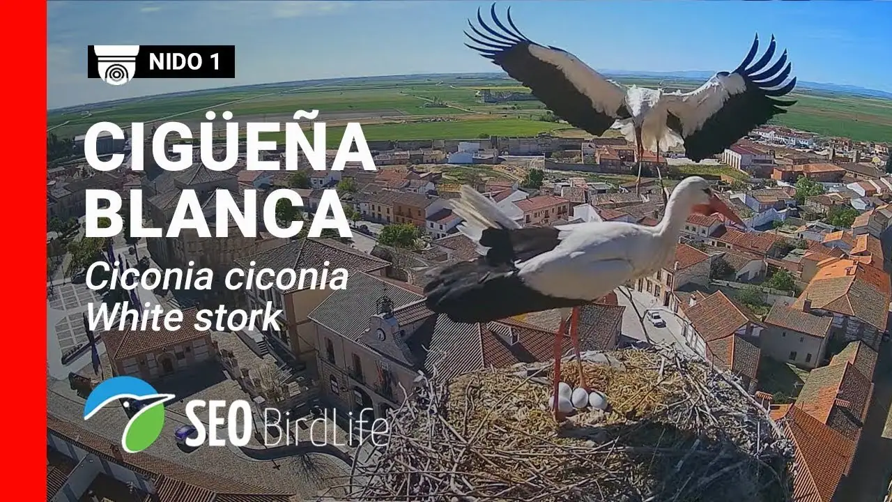 Madrigal de las Altas Torres live camera view on VolveVision