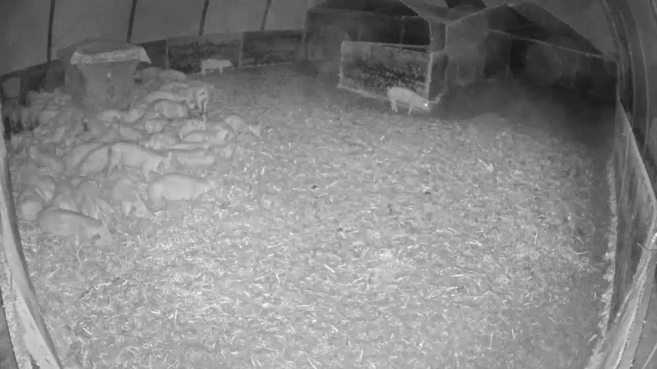 Live Webcam Ruhrtaler Freilandschwein Pig farm, Germany