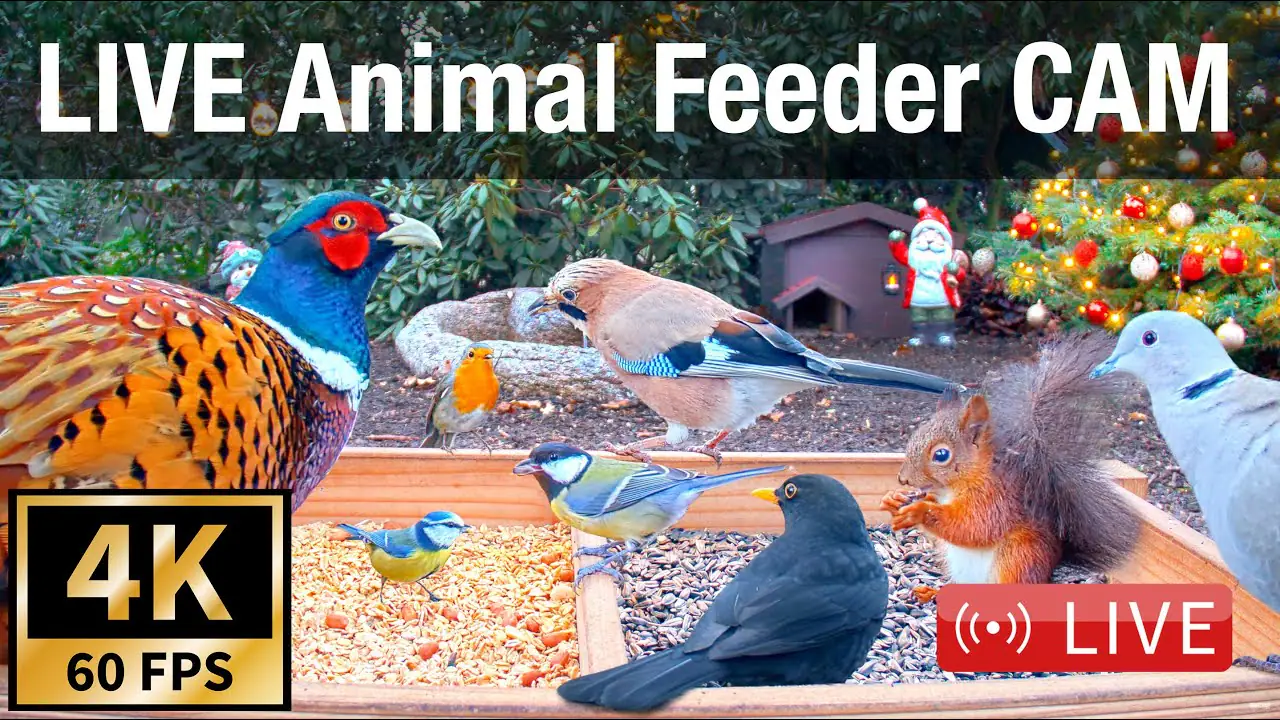 Wild Animal Bird Feeder Live Webcam Recke, Germany
