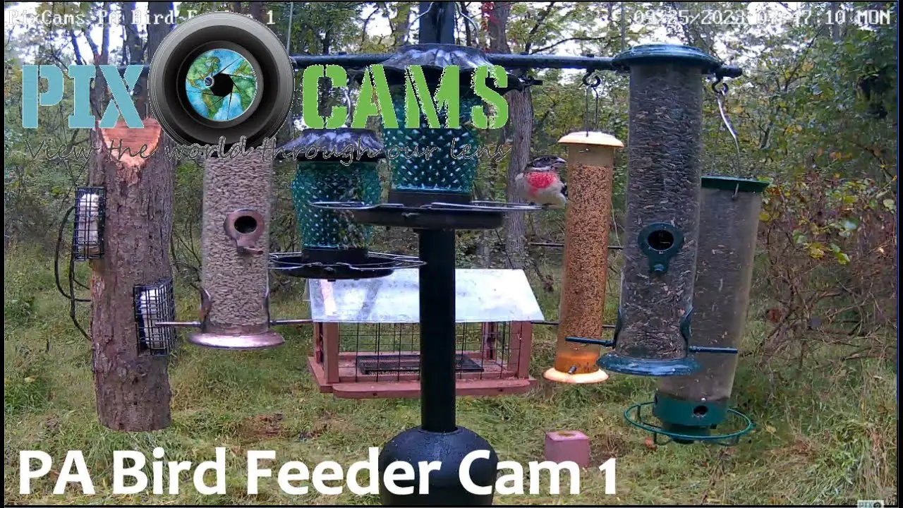 Live PA Bird Feeder Webcam in Murrysville, Pennsylvania, USA