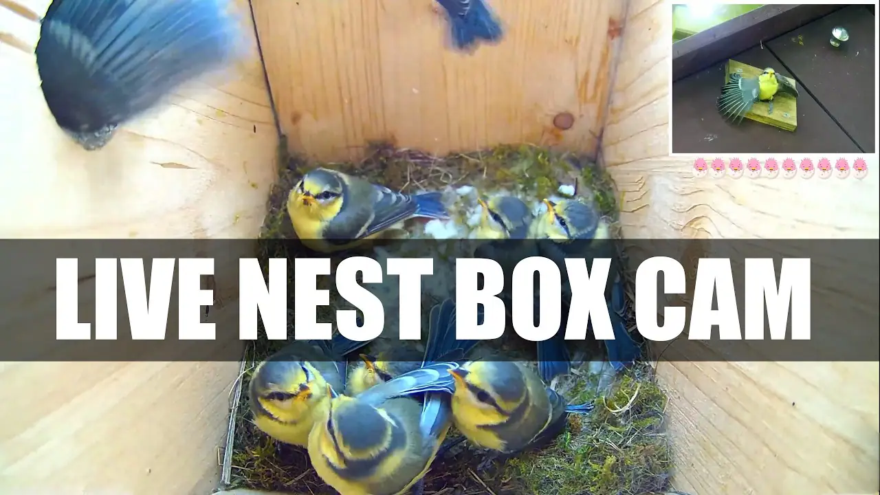 Great Tit Nest Box Live Webcam Gabi &amp; Jack, Recke, Germany