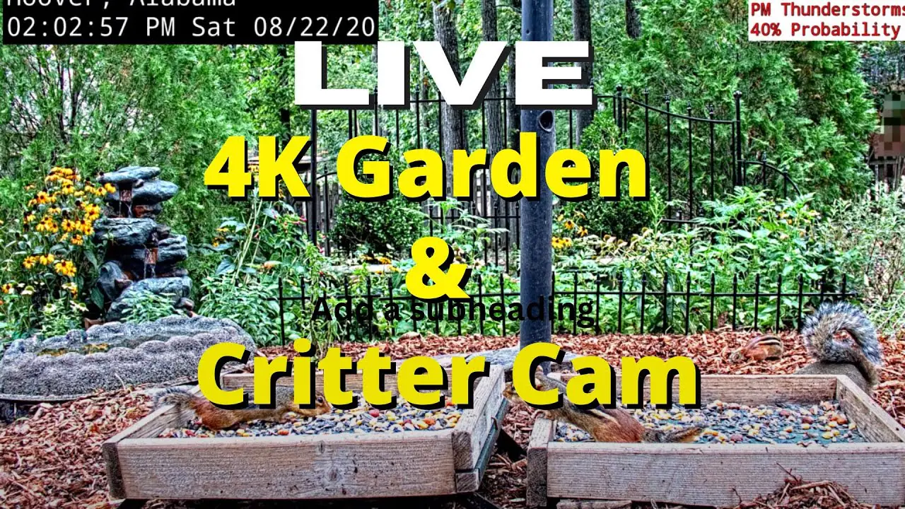 Bird feeder live webcam in the U.S. state of Alabama