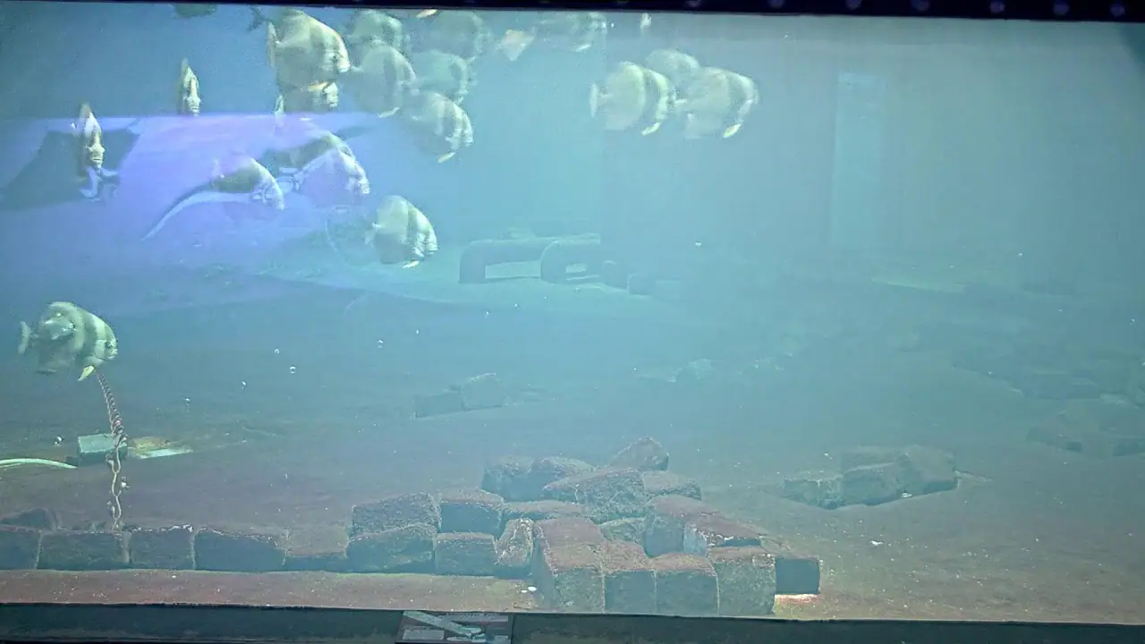 Vista en directo de Cámara en directo del Acuario Capasuli Shark School, Budapest, Hungría Vista en vivo de Cámara en directo del Acuario Capasuli Shark School, Budapest, Hungría en VolveVision