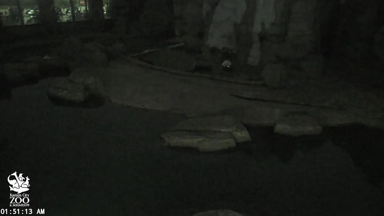 Polar Bear, Kansas City Zoo, USA Live HD Webcam, Missouri live camera view on VolveVision