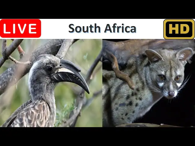 Live Allen Bird Webcam Stream, Pretoria, South Africa