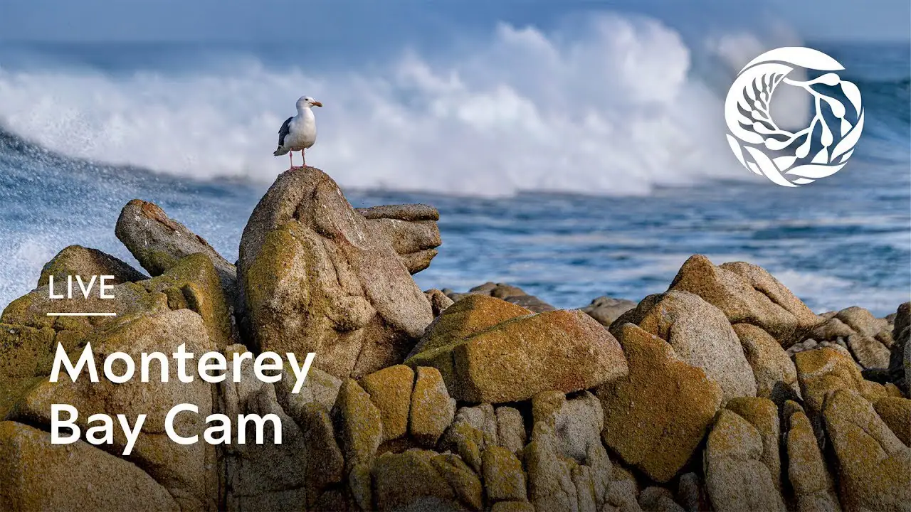Live HD Webcam of Monterey Bay Aquarium Ocean View, CA