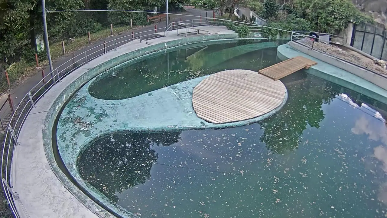 Vista en directo de Webcam HD en directo de focas en el Zoo de Budapest, Hungría Vista en vivo de Webcam HD en directo de focas en el Zoo de Budapest, Hungría en VolveVision