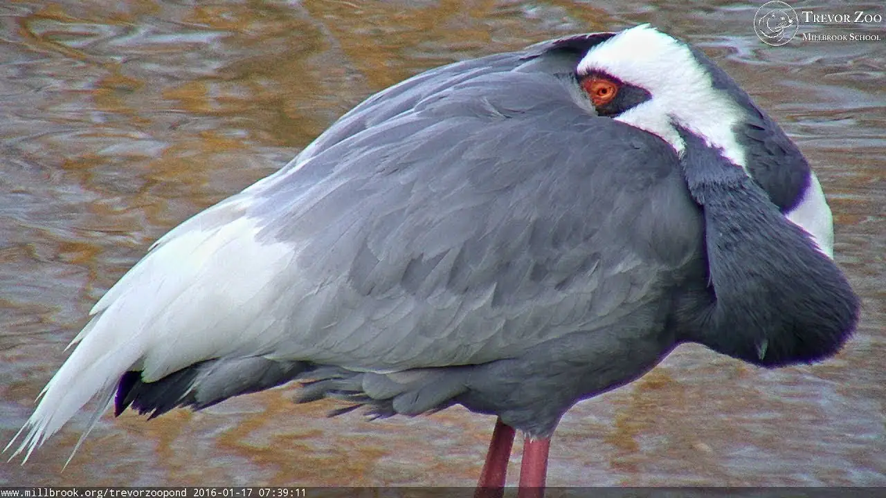 Live Webcam Trevor Zoo Pond Millbrook School, NY, USA