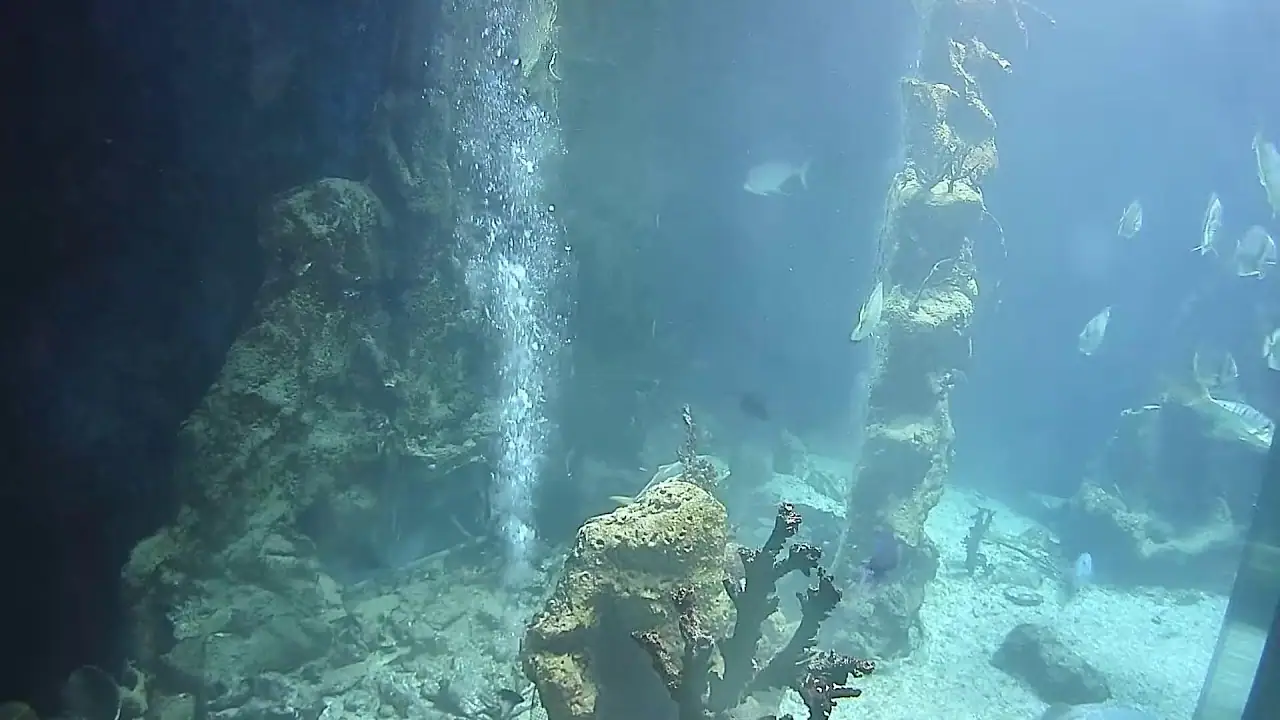 Cámara en vivo Shark Tank Webcam1, Haus des Meeres Viena, Austria