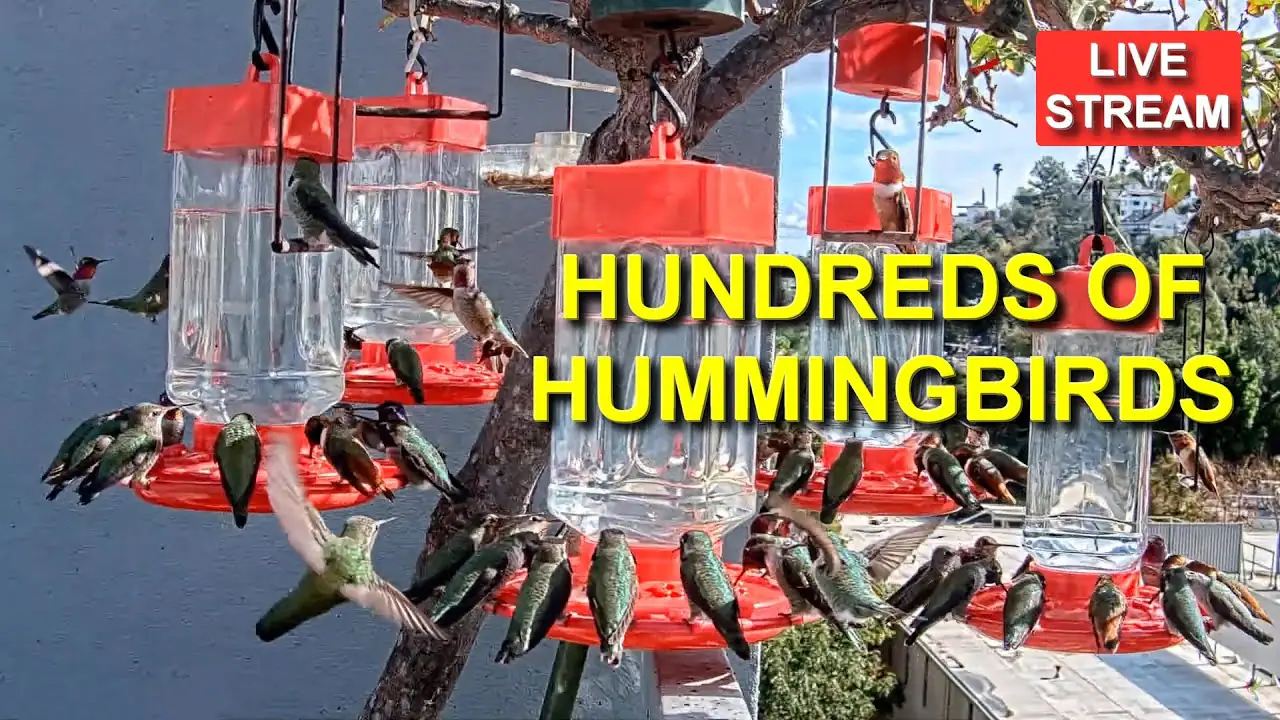 Hummingbird Feeders Live Webcam, Los Angeles, California, USA live camera view on VolveVision