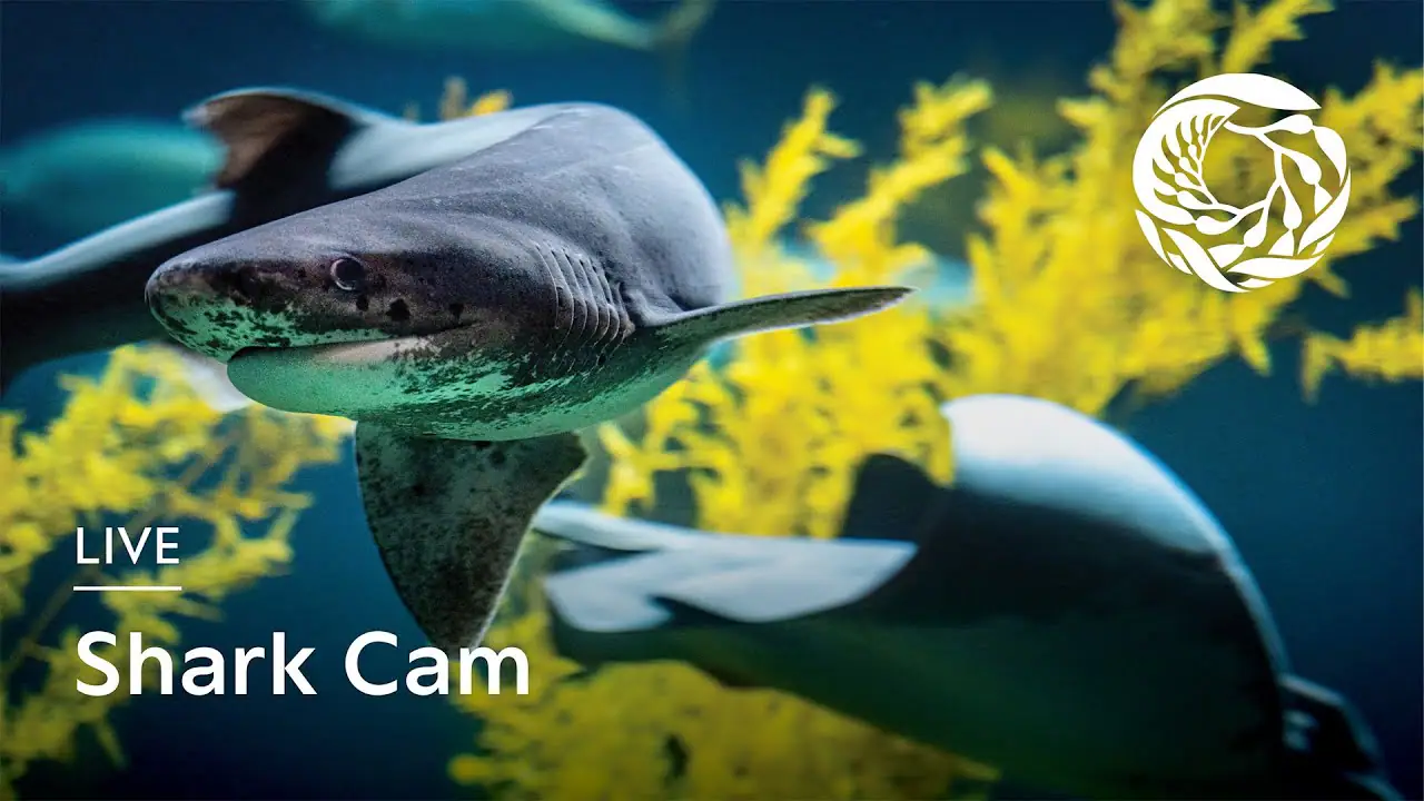 Shark, Monterey Bay Aquarium, CA, USA Live HD Webcam