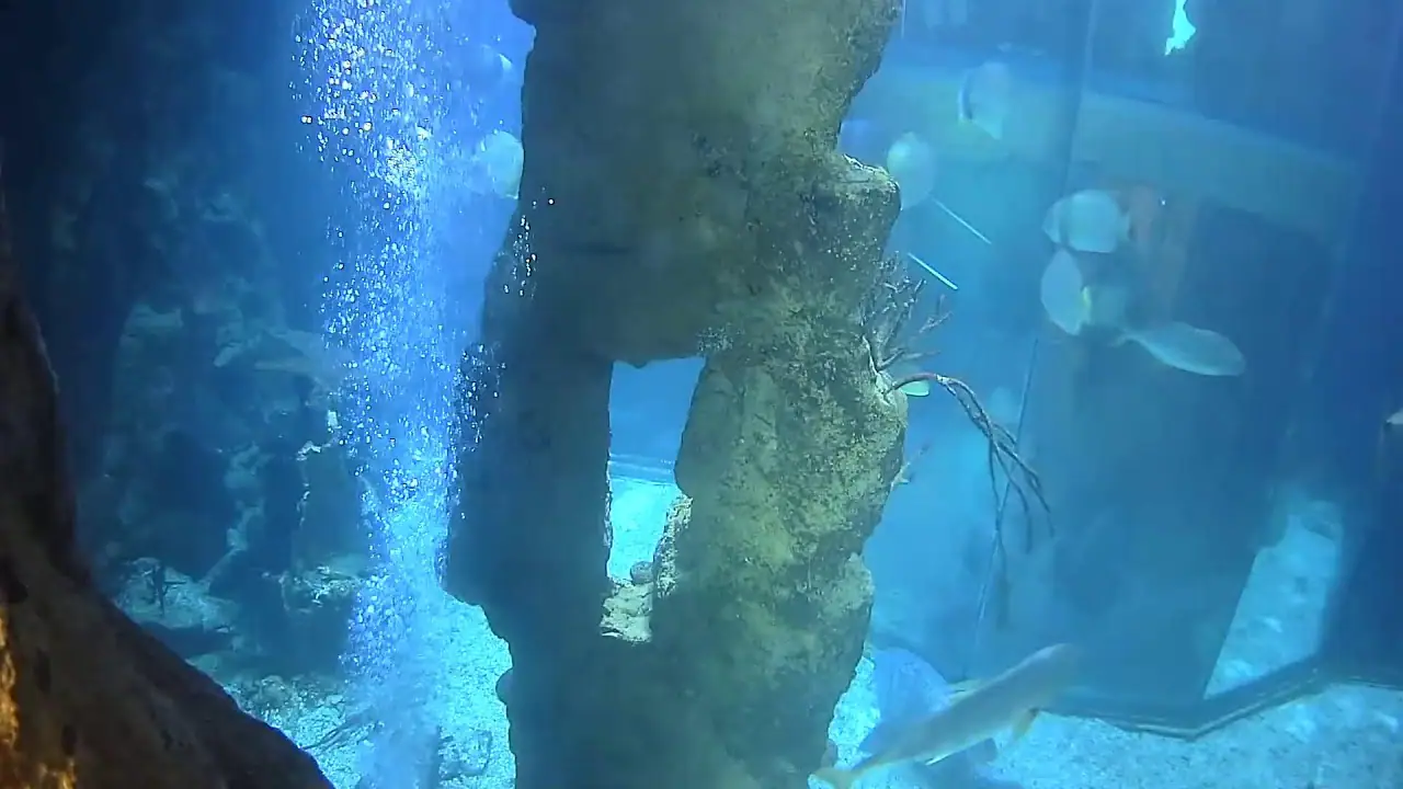 Webcam del Shark Tank 2 en Haus des Meeres Aqua Terra Zoo, Austria