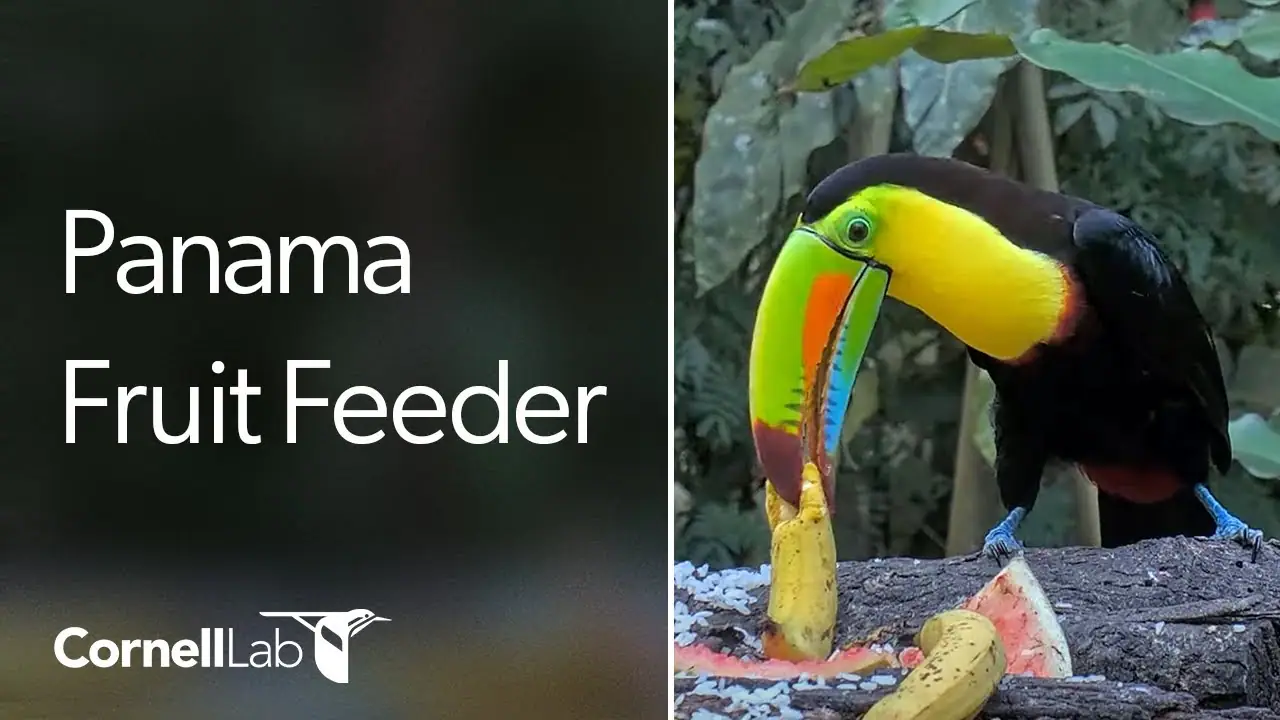 Live HD Webcam Fruit Feeder, Canopy Lodge,Panama, Cocle live camera view on VolveVision
