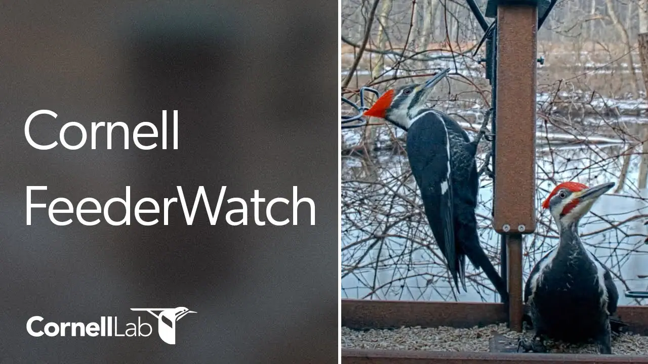 Онлайн-камера Вебкамера Cornell Lab Feeder Live HD, Sapsucker Woods, Итака, Нью-Йорк, США на VolveVision